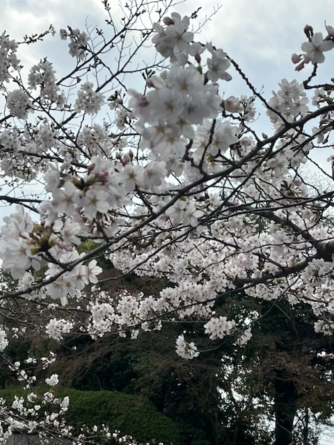 京都清水寺の桜